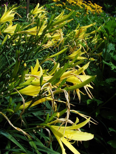 Hemerocallis citrina